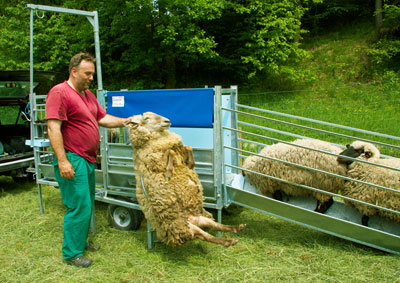 Klauenpflegestand 2