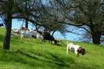 Ziegen im Fr&uuml;hjahr auf der Weide